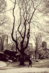 Bare trees against sky