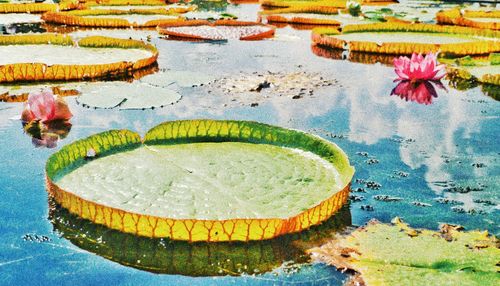 High angle view of lotus floating on water