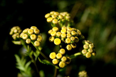 Close-up of plant