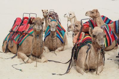 Camels of port stephens