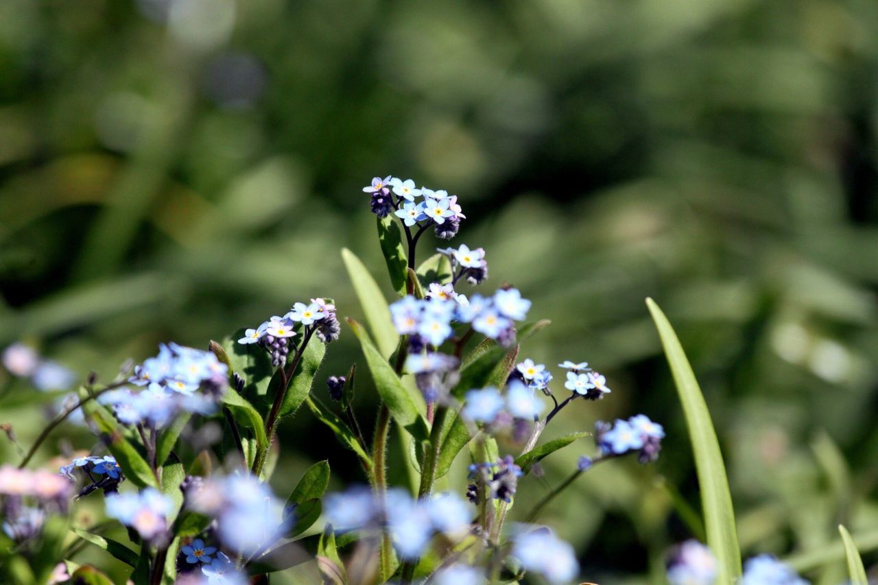 Blue flowers green