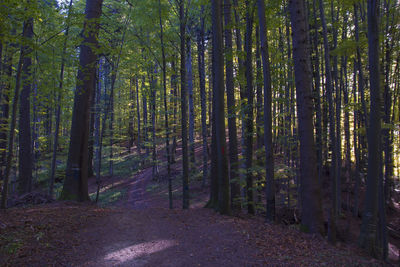 Trees growing in forest