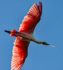 Low angle view of a bird flying