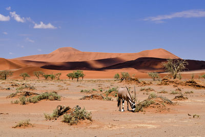 Oryx grazing against sand dunes