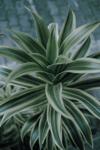 Close-up of green plant