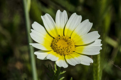 Close-up of yellow flower blooming outdoors