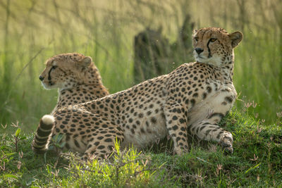 Two cheetahs lie backlit on grassy mound