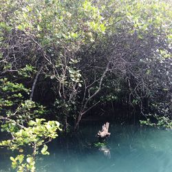 Scenic view of lake with trees in background