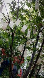 Low angle view of trees hanging on tree