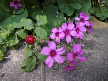 Close-up of pink flowers