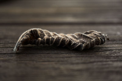 Close-up of lizard on wooden table