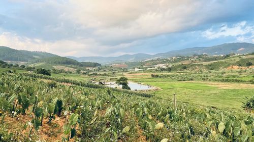 Scenic view of agricultural field against sky