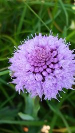 Close-up of purple flower blooming outdoors