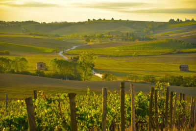 Scenic view of agricultural field against sky during sunset