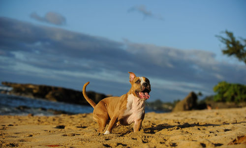 Dog on beach against sky