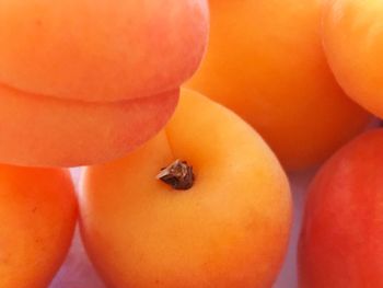 Close-up of orange