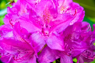 Close-up of pink flowers blooming outdoors