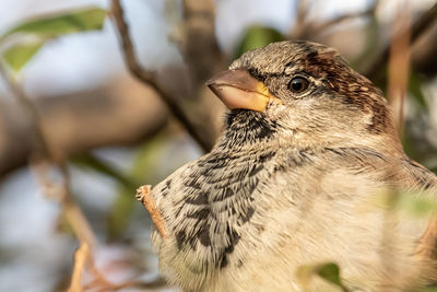 Male or female house sparrow or passer domesticus is a bird of the sparrow family passeridae