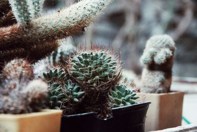 Close-up of cactus plant in pot