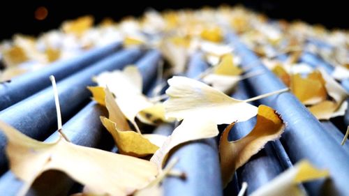 Close up of leaves