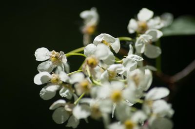 Close-up of white flowers blooming outdoors