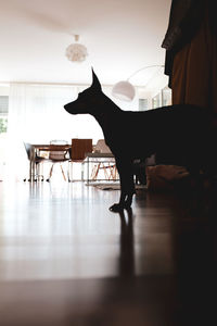 Silhouette woman sitting on chair at table