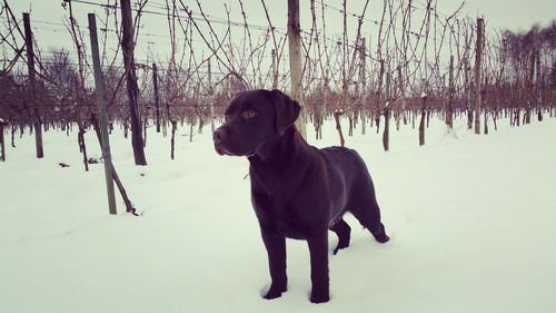 Chocolate labrador by fence on snow covered field