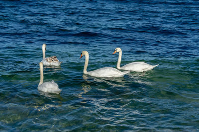 Swans swimming in lake