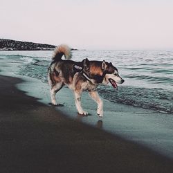 Dog on the beach