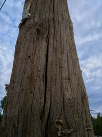 Low angle view of tree trunk