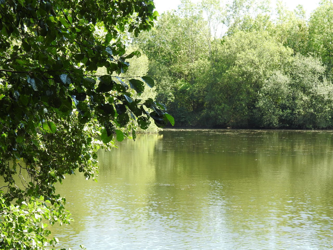 TREES BY LAKE IN FOREST