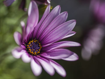 Close-up of purple flower