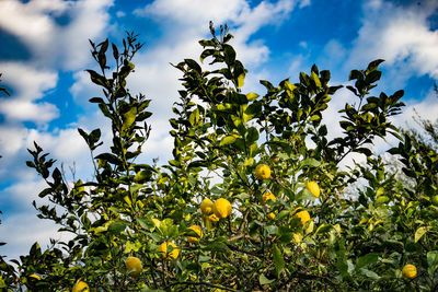 Close-up of fruit tree against sky