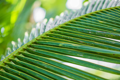 Close-up of green leaves