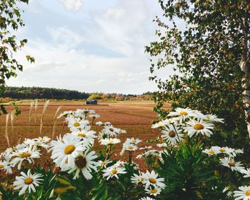 Close-up of white flowers against landscape