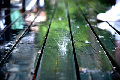 Close-up of wet plants during rainy season