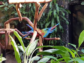 Close-up of a lizard on tree