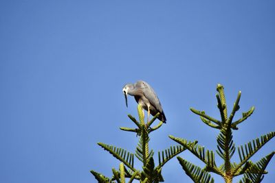Low angle view of bird perching on plant against blue sky