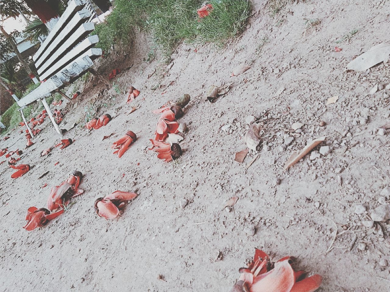 high angle view, group of animals, day, no people, nature, animal, animal themes, vertebrate, large group of animals, animals in the wild, land, sand, outdoors, animal wildlife, red, bird, fish, directly above, leaf