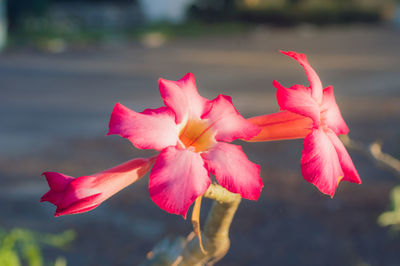 Close-up of pink flowering plant