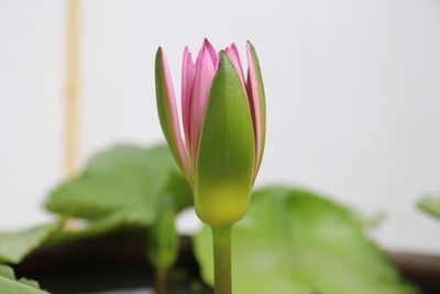 Close-up of pink lotus water lily