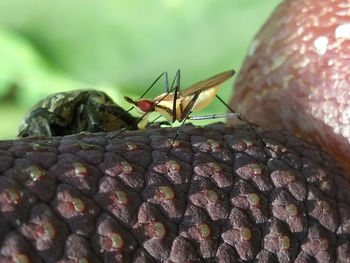 Close-up of insect