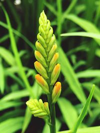 Close-up of green plant