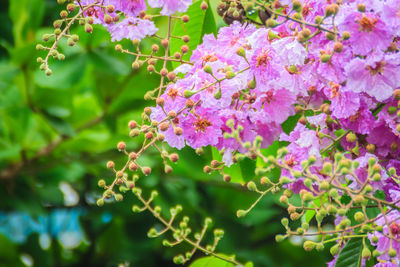 Close-up of pink flowering plant