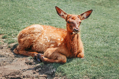 Young fallow deer calf fawn lying on grass ground at summer day outdoor. herd animal baby dama dama 