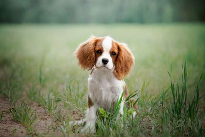 Dog sitting in field