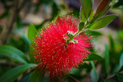 Close-up of red flower