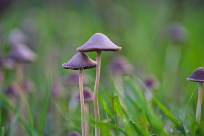 Close-up of mushroom growing on field