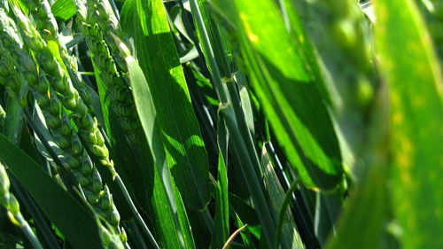 Close-up of bamboo plant