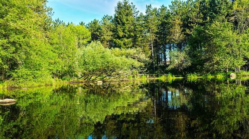 Trees in forest